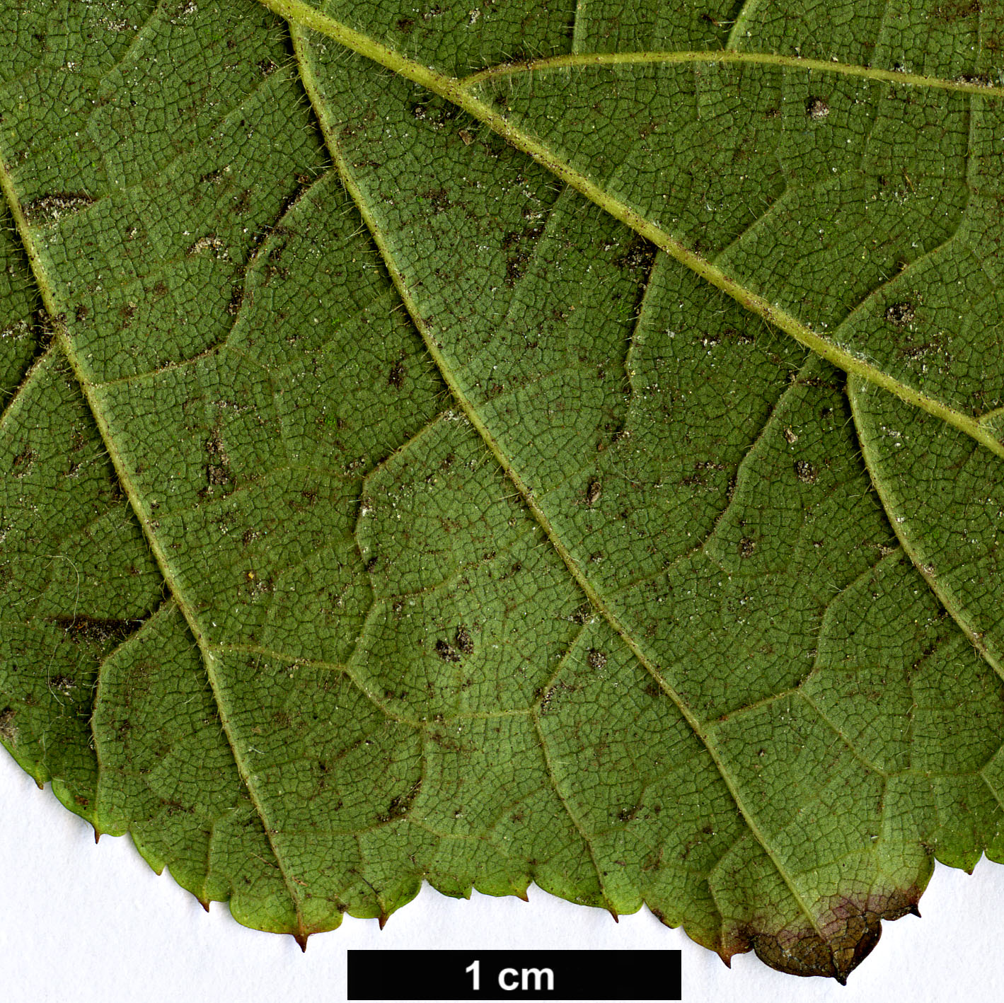 High resolution image: Family: Rosaceae - Genus: Rubus - Taxon: lambertianus - SpeciesSub: var. paykouangensis